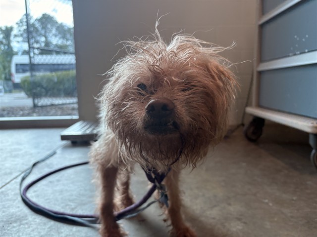 Shelter Stray Male Dog last seen POWERS RD/SR 19, EUSTIS, 12280 County Rd 448, Tavares, FL 32778, USA