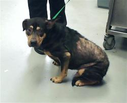 Shelter Stray Male Dog last seen Near BLOCK COOLIDGE ST, FAYETTEVILLE NC 28311, 4704 Corporation Dr, Fayetteville, NC 28306, USA