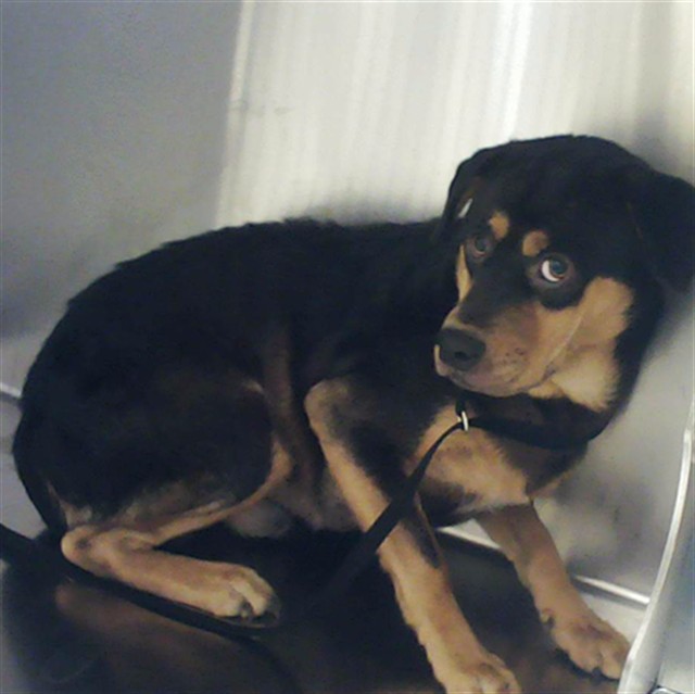 Shelter Stray Male Dog last seen Near BLOCK COOLIDGE ST, FAYETTEVILLE NC 28311, 4704 Corporation Dr, Fayetteville, NC 28306, USA
