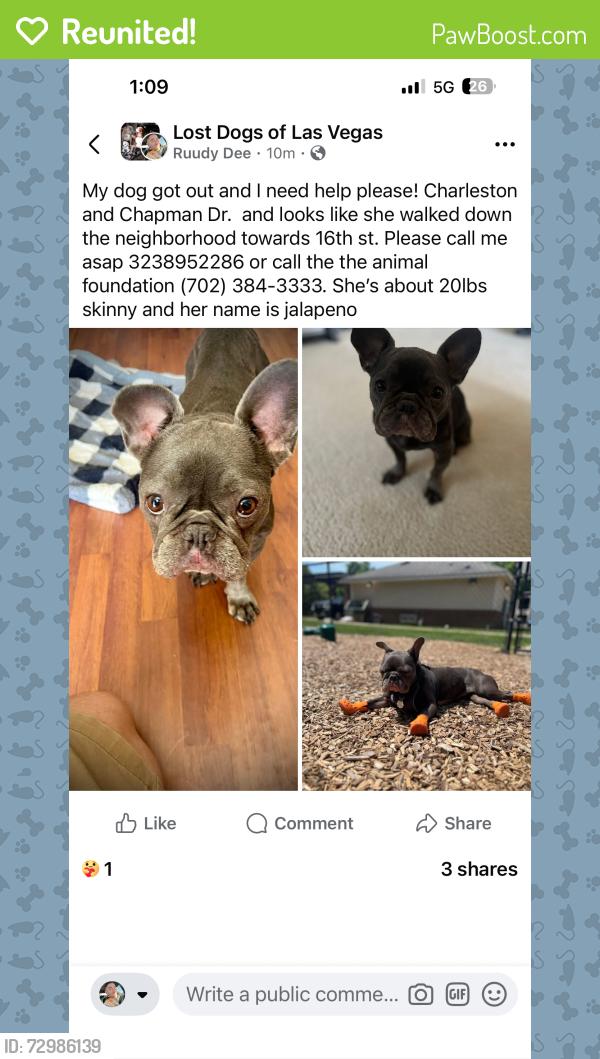 Reunited Female Dog last seen Charleston and Chapman , Las Vegas, NV 89104