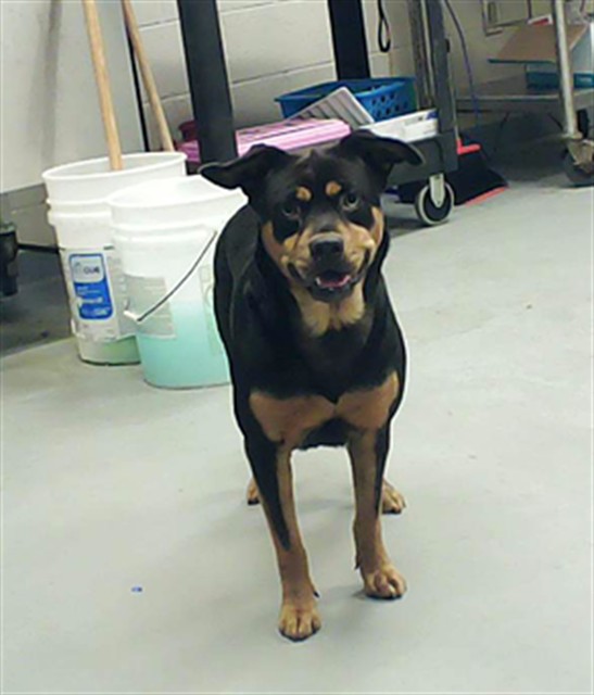 Shelter Stray Female Dog last seen Near BLOCK COOLIDGE ST, FAYETTEVILLE NC 28311, 4704 Corporation Dr, Fayetteville, NC 28306, USA