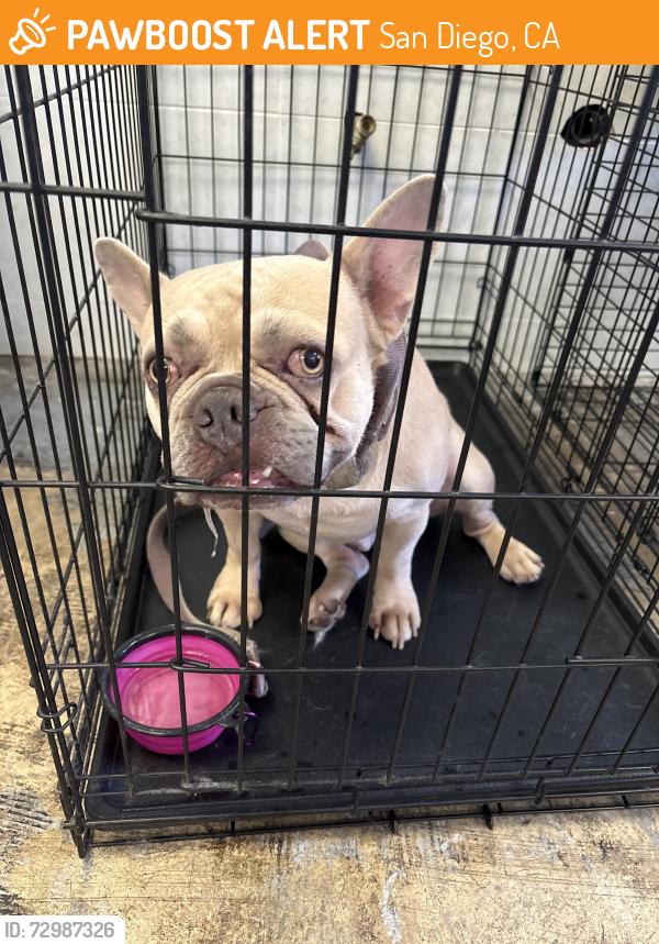 Found/Stray Male Dog last seen 68th, San Diego, CA 92105