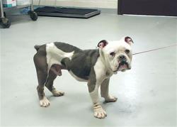 Shelter Stray Male Dog last seen Near BLOCK HENDON ST, SPRING LAKE NC 28390, 4704 Corporation Dr, Fayetteville, NC 28306, USA