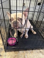 Found/Stray Male Dog last seen 68th, San Diego, CA 92105