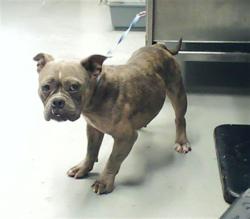 Shelter Stray Female Dog last seen Near BLOCK HENDON ST, SPRING LAKE NC 28390, 4704 Corporation Dr, Fayetteville, NC 28306, USA