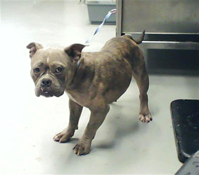 Shelter Stray Female Dog last seen Near BLOCK HENDON ST, SPRING LAKE NC 28390, 4704 Corporation Dr, Fayetteville, NC 28306, USA