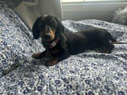 Lost Male Dog last seen Vienna Dozier, Forsyth County, NC 27040