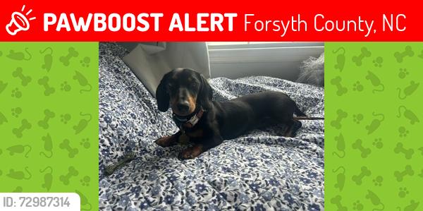 Lost Male Dog last seen Vienna Dozier, Forsyth County, NC 27040