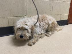 Shelter Stray Male Dog last seen Near BLOCK W WISCONSIN AVE, 3839 W Burnham St, West Milwaukee, WI 53215, USA