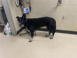 Shelter Stray Female Dog last seen , 3839 W Burnham St, West Milwaukee, WI 53215, USA