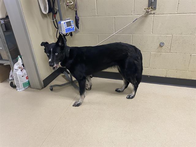 Shelter Stray Female Dog last seen , 3839 W Burnham St, West Milwaukee, WI 53215, USA