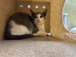 Shelter Stray Male Cat last seen Near BLOCK LIMONITE AVE, JURUPA VALLEY CA 92509, 6851 Van Buren Boulevard, Jurupa Valley, CA 92509, USA