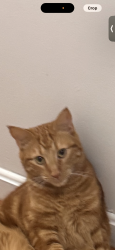 Lost Male Cat last seen Plantation Crossing , Clayton, DE 19938