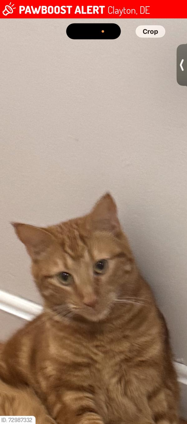 Lost Male Cat last seen Plantation Crossing , Clayton, DE 19938