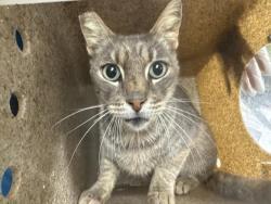 Shelter Stray Male Cat last seen Near BLOCK VICTORIA AVE, RIVERSIDE, CA, 6851 Van Buren Boulevard, Jurupa Valley, CA 92509, USA