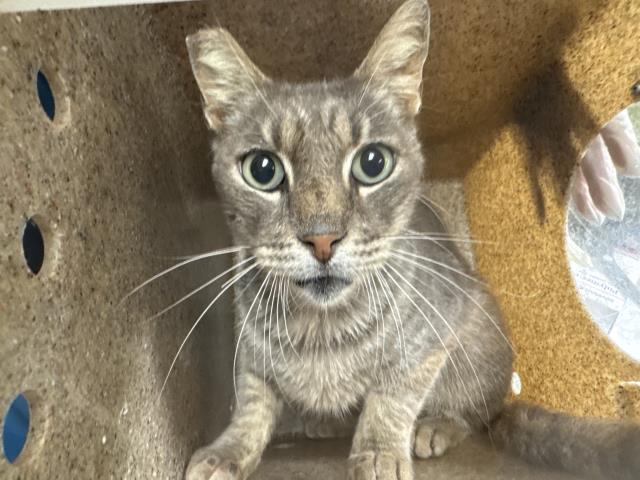 Shelter Stray Male Cat last seen Near BLOCK VICTORIA AVE, RIVERSIDE, CA, 6851 Van Buren Boulevard, Jurupa Valley, CA 92509, USA