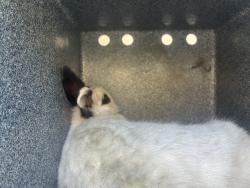 Shelter Stray Unknown Sm animal last seen Near LAKESIDE DR, RENO NV 89509, 2825 Longley Ln Suite A, Reno, NV 89502, USA