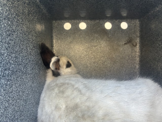 Shelter Stray Unknown Sm animal last seen Near LAKESIDE DR, RENO NV 89509, 2825 Longley Ln Suite A, Reno, NV 89502, USA