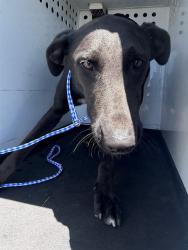 Shelter Stray Female Dog last seen Near BLK RUSTON LN, BAKERSFIELD, CA, 201 S Mt Vernon Ave, Bakersfield, CA 93307, USA
