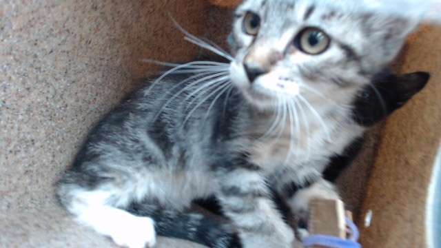 Shelter Stray Male Cat last seen , 11258 Garfield Ave, Downey, CA 90242, USA
