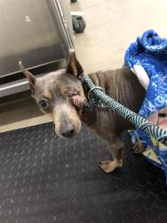 Shelter Stray Female Dog last seen Near BLOCK S TEILMAN AVE, FRESNO CA 93706 2840, 5277 E Airways Blvd, Fresno, CA 93727, USA