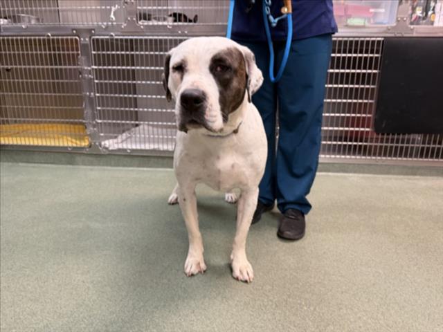 Shelter Stray Female Dog last seen Near BLOCK AIRPORT RD, 100 Caja Del Rio Rd, Santa Fe, NM 87507, USA