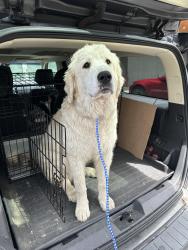 Reunited Male Dog last seen Near north of Yale Valley Bridge, Clark County, WA 98601