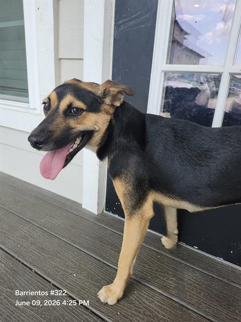 Shelter Stray Female Dog last seen Near FISCHER RD, 4710 TX-151, San Antonio, TX 78227, USA