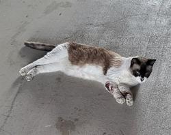 Shelter Stray Male Cat last seen Near BLOCK INGRAM RD, 4710 TX-151, San Antonio, TX 78227, USA