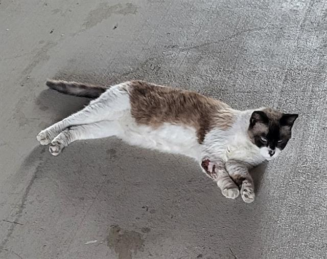 Shelter Stray Male Cat last seen Near BLOCK INGRAM RD, 4710 TX-151, San Antonio, TX 78227, USA