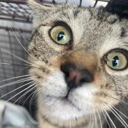 Shelter Stray Female Cat last seen Near BLOCK HWY 281, 4710 TX-151, San Antonio, TX 78227, USA