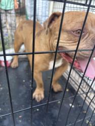Reunited Male Dog last seen Chester St Aurora Co, Aurora, CO 80010