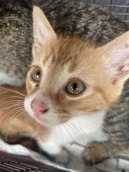 Shelter Stray Male Cat last seen Near BLOCK HWY 281, 4710 TX-151, San Antonio, TX 78227, USA