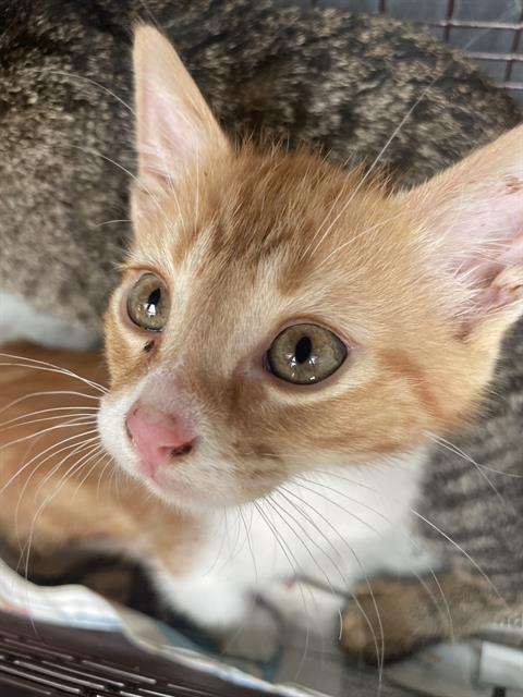 Shelter Stray Male Cat last seen Near BLOCK HWY 281, 4710 TX-151, San Antonio, TX 78227, USA