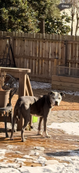 Reunited Male Dog last seen Best Buy, independence blvd. , Virginia Beach, VA 23462