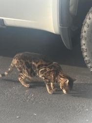 Found/Stray Unknown Cat last seen Near evergreen drive, Moncton, NB E1G 0T8
