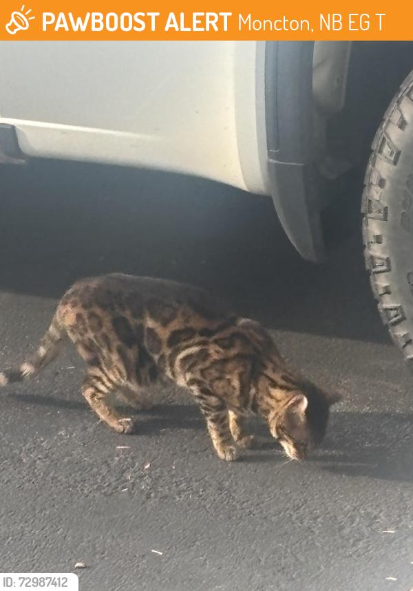 Found/Stray Unknown Cat last seen Near evergreen drive, Moncton, NB E1G 0T8