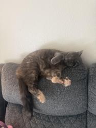 Lost Female Cat last seen Fred Meyer gas station , University Place, WA 98466