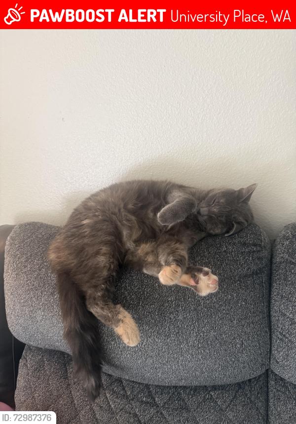 Lost Female Cat last seen Fred Meyer gas station , University Place, WA 98466