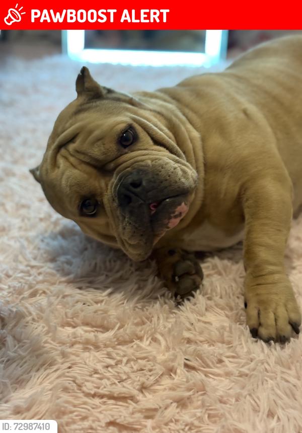 Lost Female Dog last seen Military trail , West Palm Beach, FL 33415