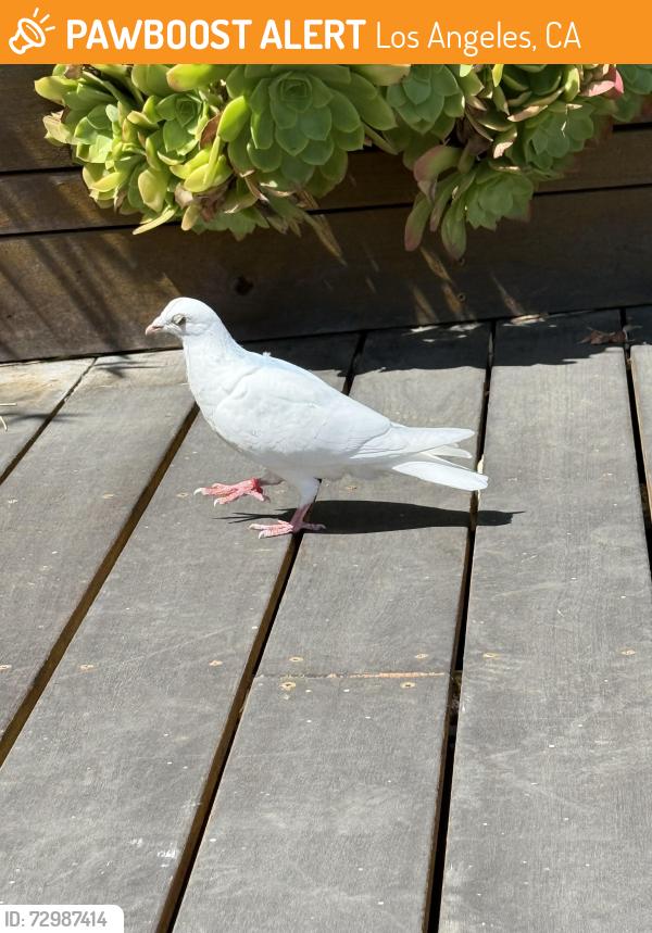 Found/Stray Unknown Bird last seen Durand drive and creston , Los Angeles, CA 90068