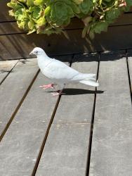 Found/Stray Unknown Bird last seen Durand drive and creston , Los Angeles, CA 90068