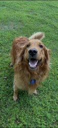 Reunited Male Dog last seen Road Runner Road , Anna, TX 75409