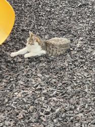 Found/Stray Unknown Cat last seen Vedic Center, Mauldin, SC 29662