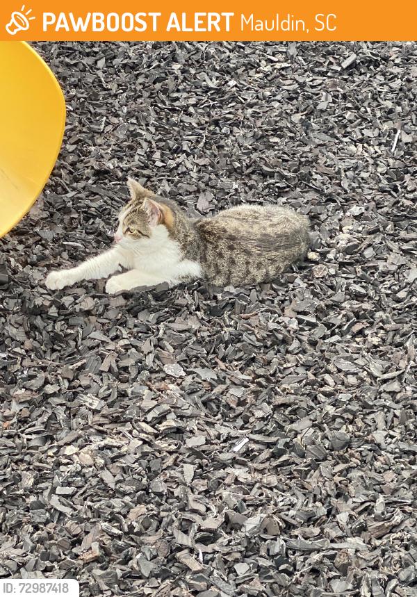 Found/Stray Unknown Cat last seen Vedic Center , Mauldin, SC 29662