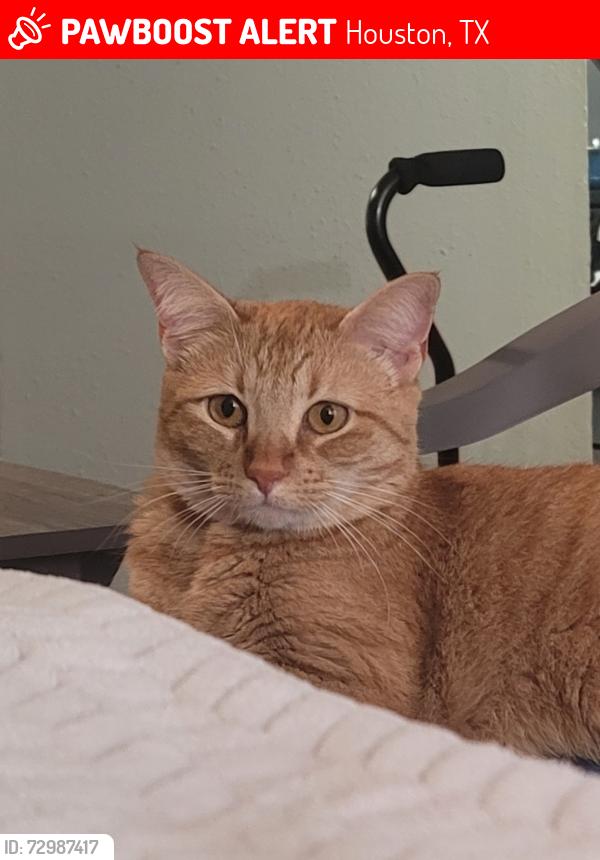 Lost Female Cat last seen Creekside Villas apmts building 18 on Eldorado Blvd, Houston, TX 77062