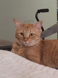 Lost Female Cat last seen Creekside Villas apmts building 18 on Eldorado Blvd, Houston, TX 77062