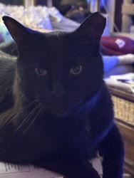 Lost Male Cat last seen Oak and 14th, Wyandotte, MI 48192
