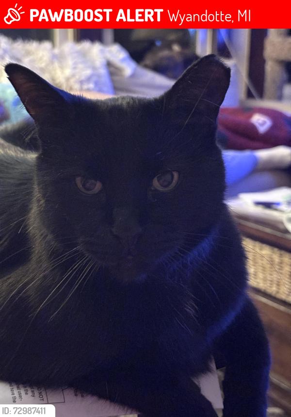 Lost Male Cat last seen Oak and 14th, Wyandotte, MI 48192