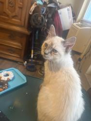 Reunited Female Cat last seen Swinburn park, Albany, NY 12206